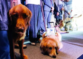 Perro guía MPI México