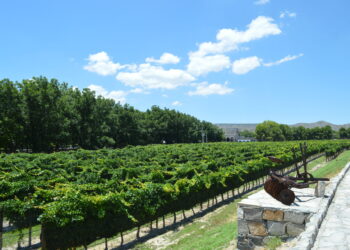 Parras, entre viñedos y tradiciones